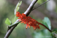 Palicourea calophylla