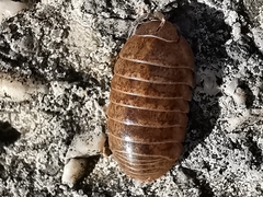 Armadillidium vulgare