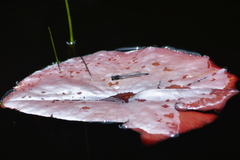 Pseudagrion draconis