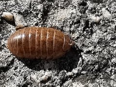 Armadillidium vulgare
