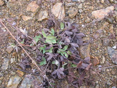 Trifolium pratense