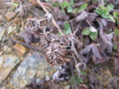 Trifolium pratense