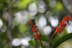 Palicourea calophylla