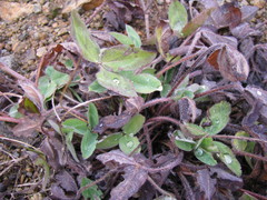 Trifolium pratense
