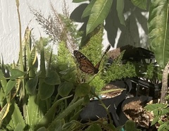 Danaus plexippus