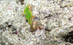 Lauria cylindracea image