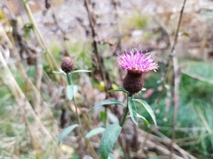 Centaurea nemoralis