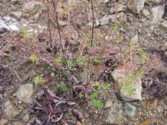 Galium mollugo