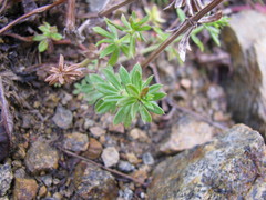 Galium mollugo