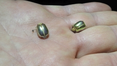 Phytholaema mutabilis