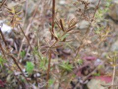 Galium mollugo