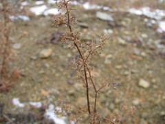 Galium mollugo