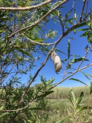 Rothschildia jacobaeae