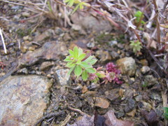 Galium mollugo