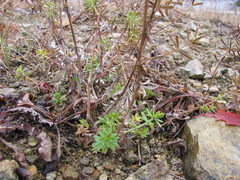 Galium mollugo
