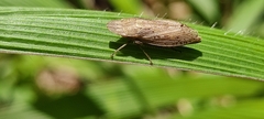Deltocephalinae