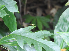 Ceriagrion fallax fallax