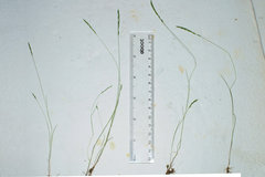 Festuca octoflora tenella