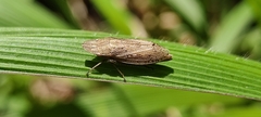 Deltocephalinae