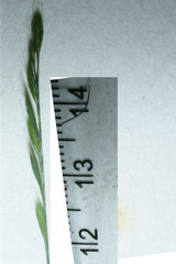 Festuca octoflora tenella