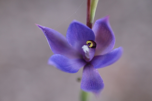 Image of Thelymitra graminea by (c) Hugo Innes, some rights reserved (CC BY)