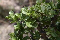 Ehretia rigida nervifolia