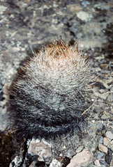 Matucana haynii