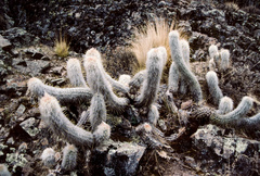 Oreocereus ritteri