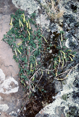 Salpichroa glandulosa