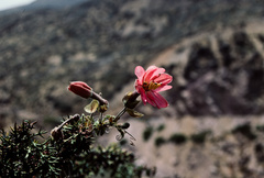 Passiflora trifoliata