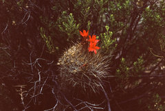 Matucana haynii