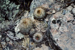 Matucana haynii