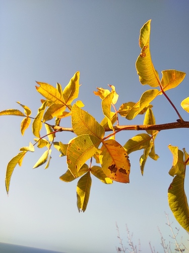 Pistacia atlantica, photographed by an iNaturalist contributor