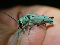 Saperda octopunctata