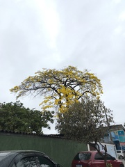 Handroanthus umbellatus