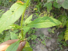 Leucocarpus perfoliatus