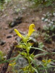 Pedicularis angustifolia