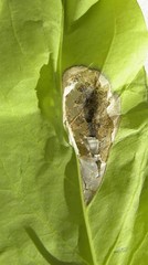 Macrosaccus robiniella