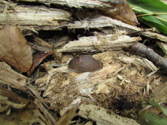 Limax graecus