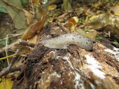 Limax graecus