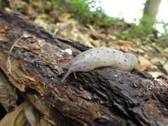 Limax graecus