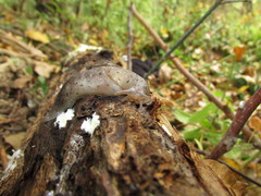 Limax graecus