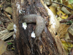 Limax graecus
