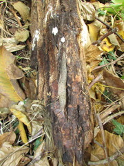 Limax graecus