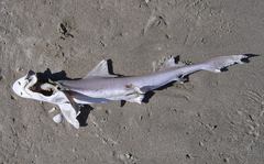 Mustelus mustelus
