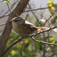 Cranioleuca obsoleta