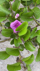 Ipomoea pes-caprae