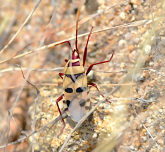 Probergrothius angolensis