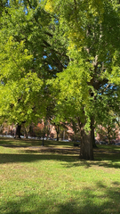 Ginkgo biloba