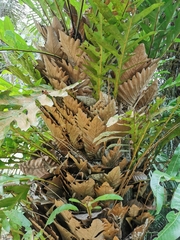 Drynaria quercifolia